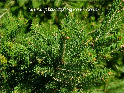 Needles of Wilsons Spruce in the mid summer.