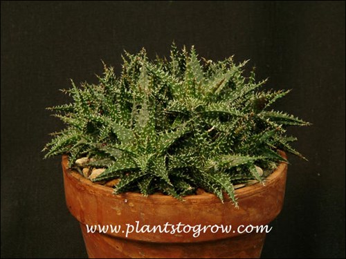 Minibelle in a 4 inch pot.