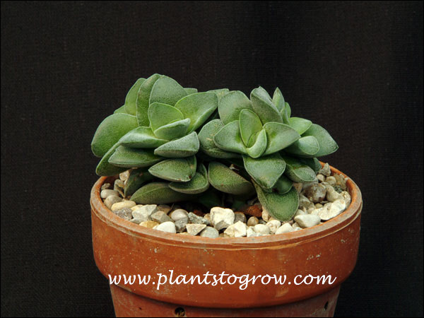 Little Gem (Cremnosedum)
 It was growing in an area getting about 75% full sun. I watered it about once a week during the summer and once or twice a month during the winter.