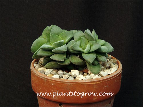Little Gem (Cremnosedum)
 It was growing in an area getting about 75% full sun. I watered it about once a week during the summer and once or twice a month during the winter.