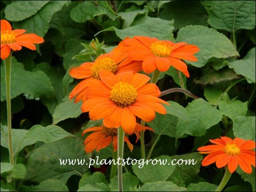 The daisy-like flower is made up of, orange, ray flowers (male) and the center disk flowers (female).  This is called a head.