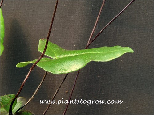 a fern frond at the base of the plant