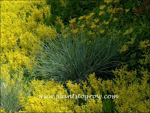 Blue Fescue growing in a bed of Sedum.