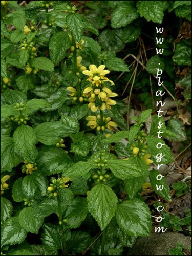 (early May)