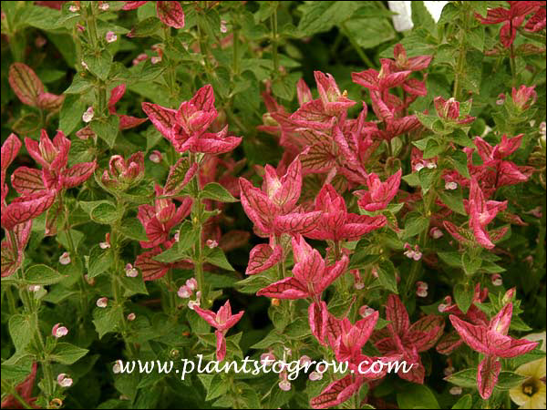 Salvia Marble arch Rose (Salvia viridis) 
The colorful  rose-red bracts are more prominent than the small pale pink flowers