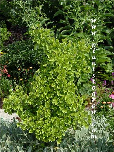 Witches Broom (Ginkgo biloba)