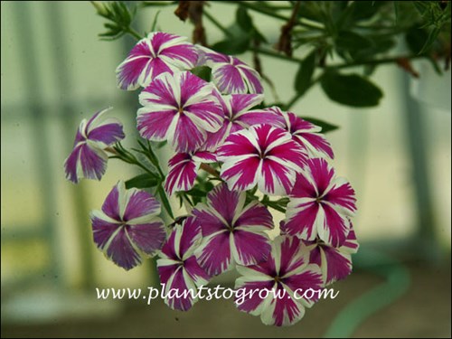 Phlox Intensia Neon Pink