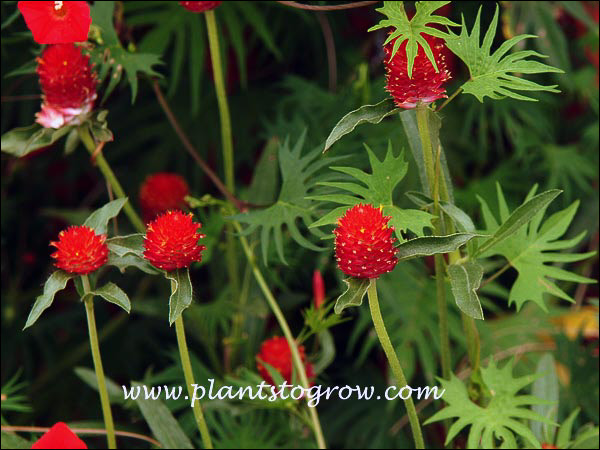 The flower is really a globose head of many small tubular flowers.