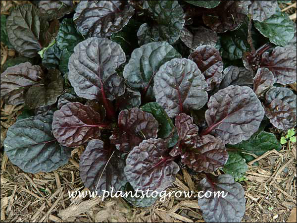 Ajuga Black Scallop has an intense foliage color.