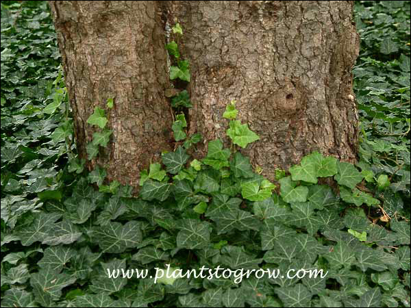 English Ivy Thorndale