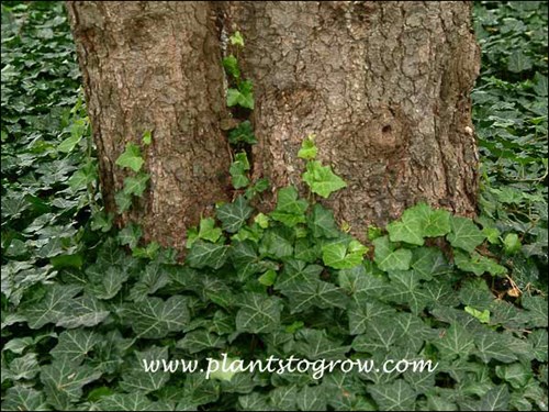 English Ivy Thorndale