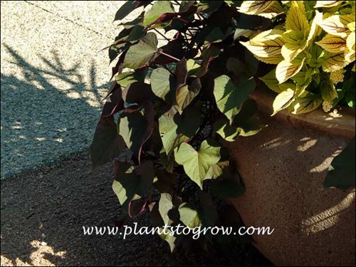 Ornamental Sweet Potato Ace of Spades