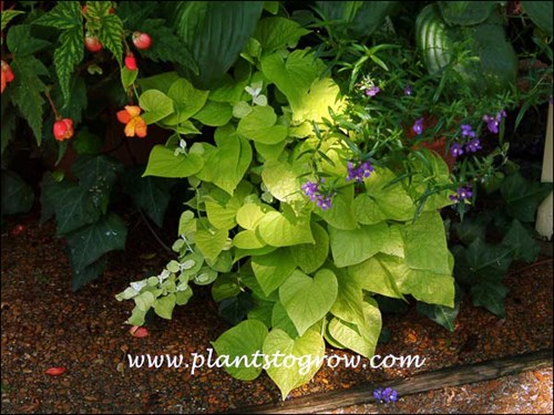 Ornamental Sweet Potato Sweet Caroline Light Green