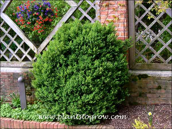 Green Mountain Boxwood (Buxus) | Plants To Grow Plants Database by Paul ...