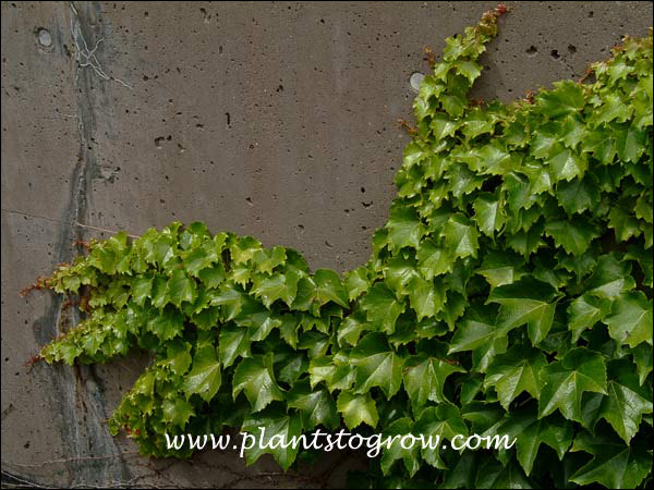 Boston Ivy (Parthenocissus tricuspidata)
Attaching to a smooth cement wall