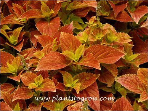 Alabama Sunset Coleus (Solenostemon scutellarioides)