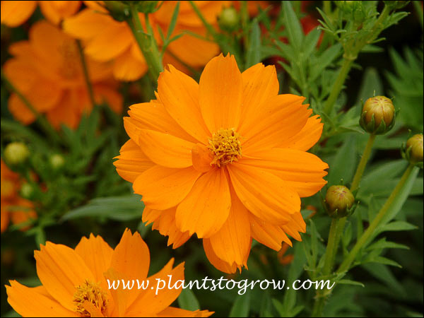 Cosmos Cosmic Orange