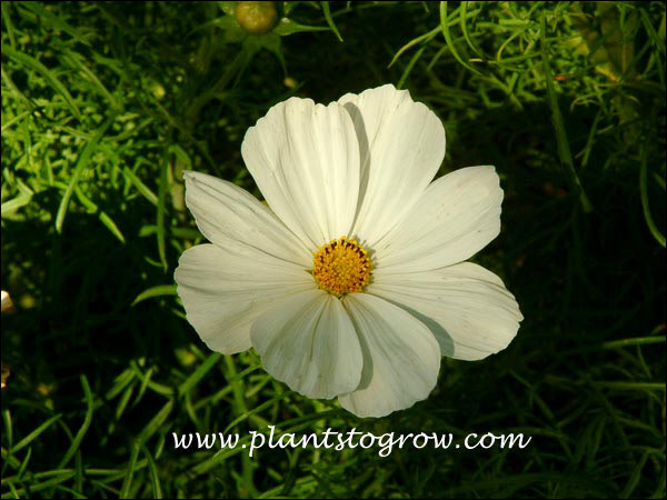 Cosmos Sonata White an All American Winner