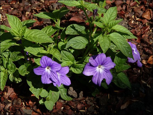 Browallia Blue Bells