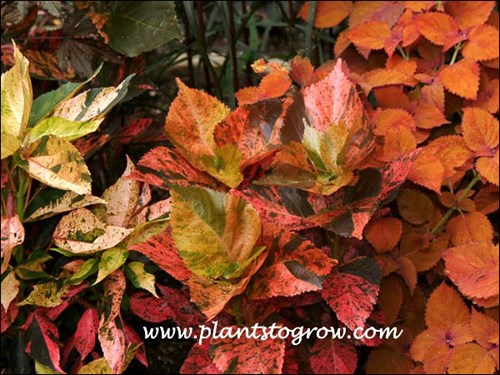 Copperleaf Plant (Acalypha wilkesiana)