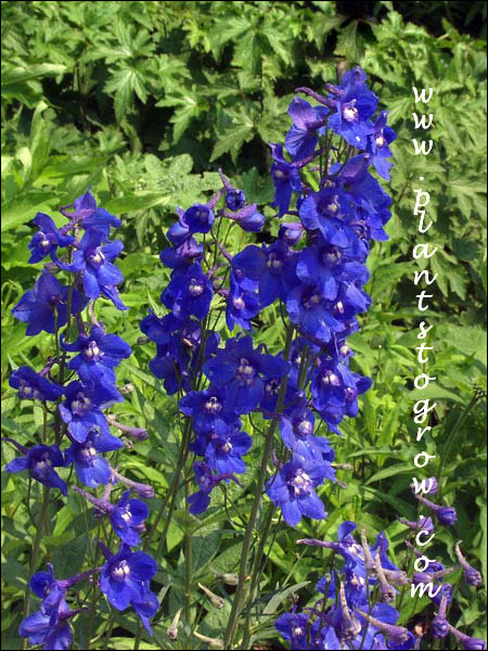 This plant had electric blue spikes of flower. (June 30)