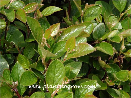 This picture was taken early May and leaves are glossy at this time with the newer leaves having a bronze tinge.