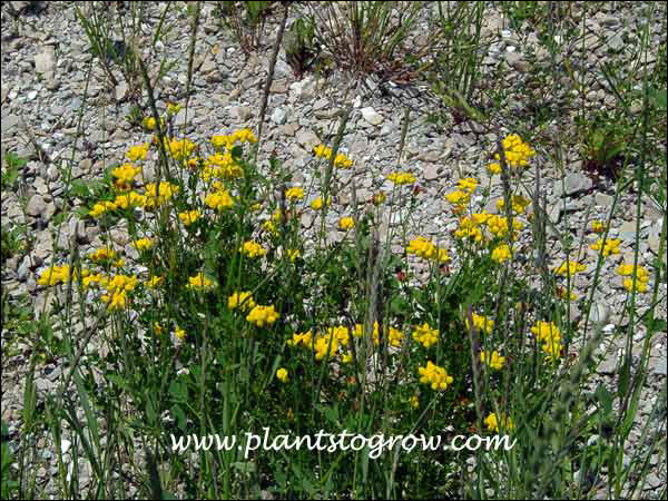 The plants were growing in the crushed limestone of the roadside during July.