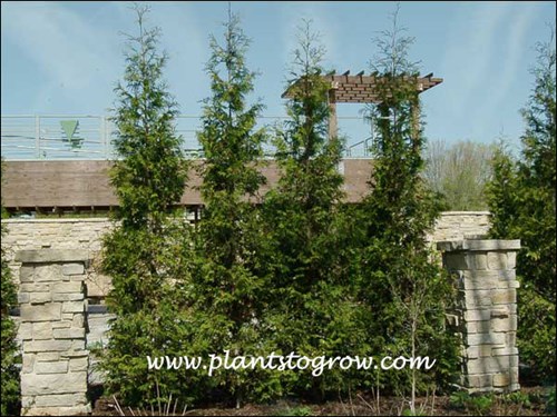 Hetz Wintergreen Arborvitae (Thuja occidentalis)
I have seen this plants listed as having coarser, looser foliage.  This images illustrates that fact.