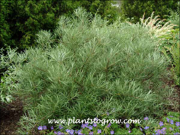 Hoary Willow (Salix eleagnos)