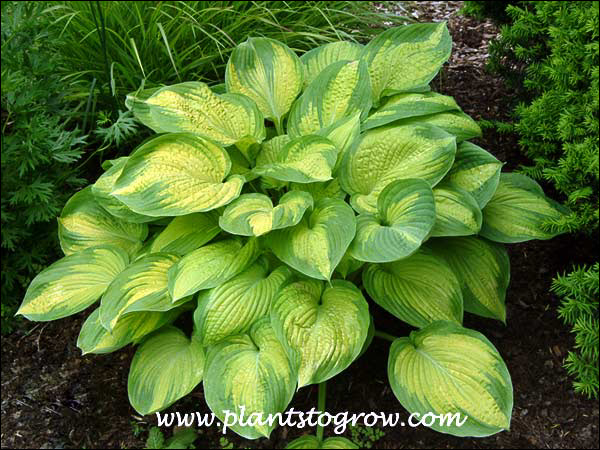 Hosta Cadillac
The leaves have arcuate venation.  They curve at the tips as they approach the edge of the leaf.