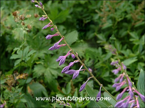The purple flowers never open.