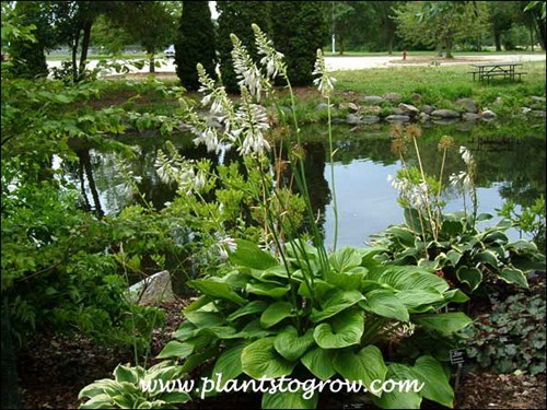 This is probably a young plant but the flower scapes still reached 5-6 feet. (July 20)