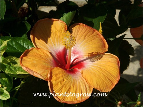 Hibiscus Cherie
The flower has five petals.(pentamerous)