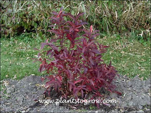 Virginia Sweetspire Henry's Garnet (Itea virginica)
This is a two year shrub in my yard.  This is very wet area and so far, Henry's Garnet has survived.