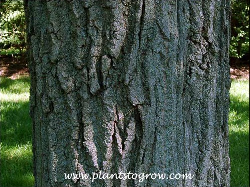 Chestnut Oak (Quercus montana)