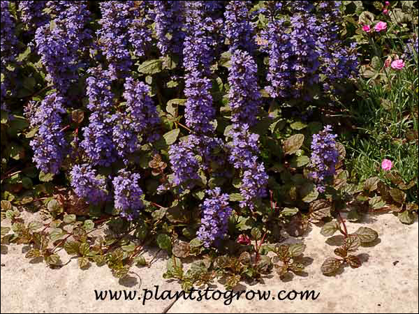 I like how the Ajuga was allowed to creep out onto the walk. (May 19)