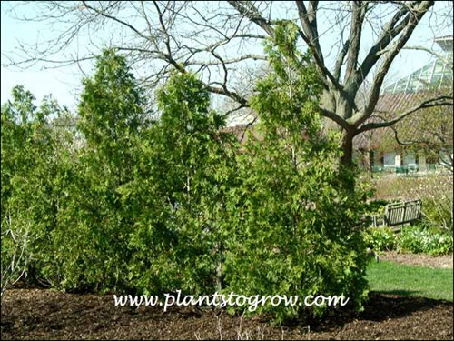 Dark green Arborvitae (Thuja occidentalis nigra)