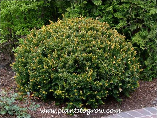 the typical globular form of this Yew