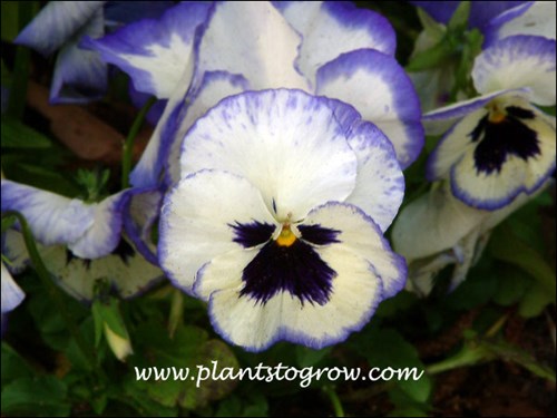 Pansy Matrix Blue frost