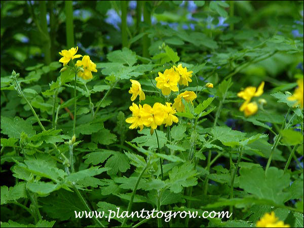 A beautiful combination of the Chelidonium and Virgina Blue Bells in a shaded spot  (May 17)