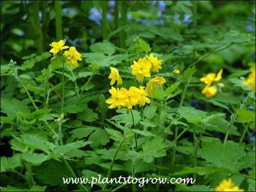 A beautiful combination of the Chelidonium and Virgina Blue Bells in a shaded spot  (May 17)