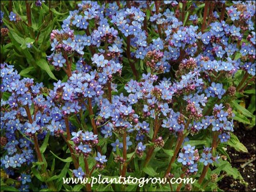 Anchusa Blue Angel