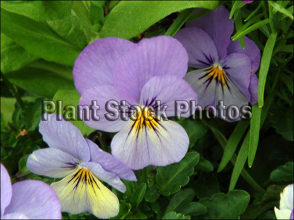 Pansy Sorbet Blueberry Cream