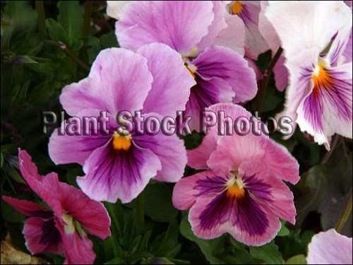 Pansy Oanola pink shades