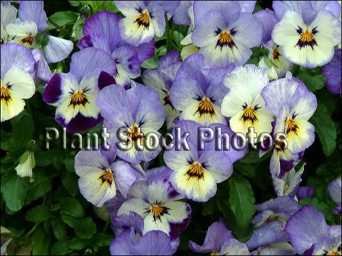 Pansy Frosty Rain