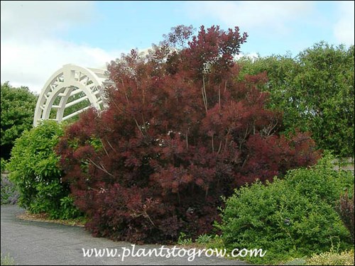 A large plant at the end of June.