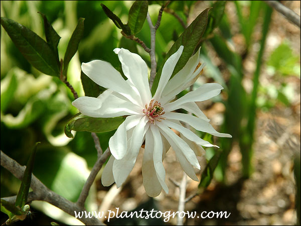 An unnamed cultivar