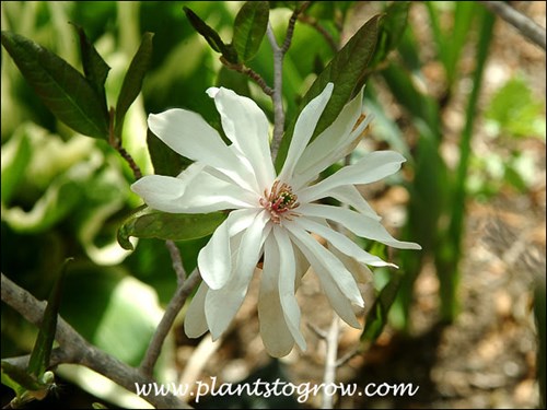 An unnamed cultivar