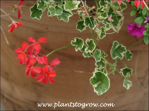 Variegated Ivy Leaf Geranium