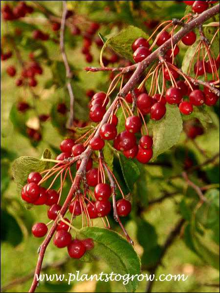 Manbeck Weeper Ornamental Crabapple (Malus)
red fruit in mid September